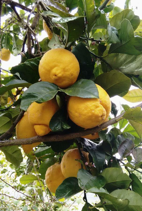 *****Finca Bella Vista Arucas Zewnętrze zdjęcie